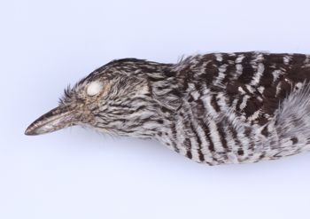 Media type: image;   Ornithology 77127 Description: Photograph of specimen: Head.;